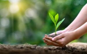 A person's hands are cupped underneath a tree seedling just above the soil.